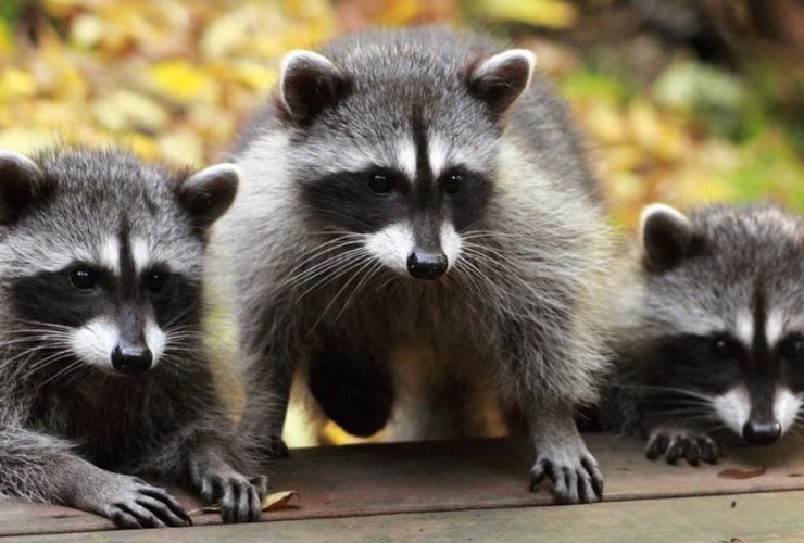 Woman's Lawsuit Alleges Ceiling Neglect After Raccoons Attack Her in Bed