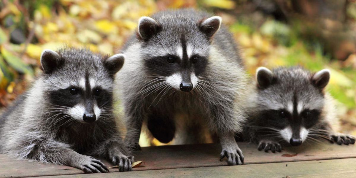 Woman's Lawsuit Alleges Ceiling Neglect After Raccoons Attack Her in Bed