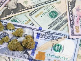 August Sees Montana's Legal Marijuana Sales Hit $29.7M, Breaking Records