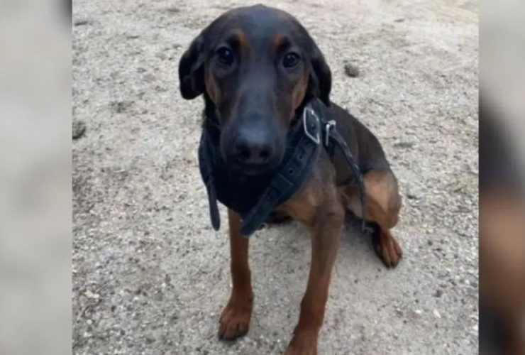 Brave K-9 Dies in Line of Duty During Intense South Carolina Gun Battle
