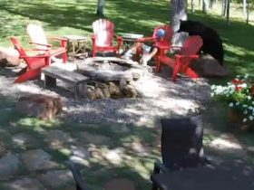 Colorado Backyard Shock Bear Sneaks Up on Popcorn-Eating Boy