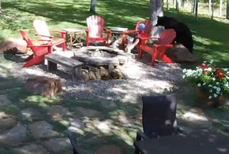 Colorado Backyard Shock Bear Sneaks Up on Popcorn-Eating Boy