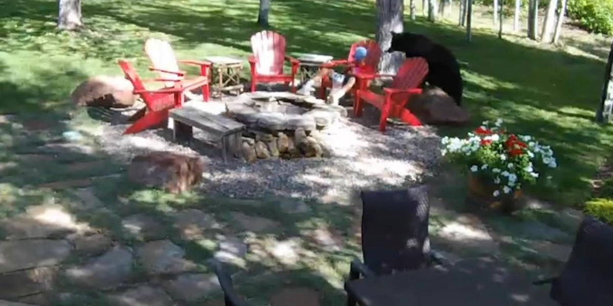 Colorado Backyard Shock Bear Sneaks Up on Popcorn-Eating Boy