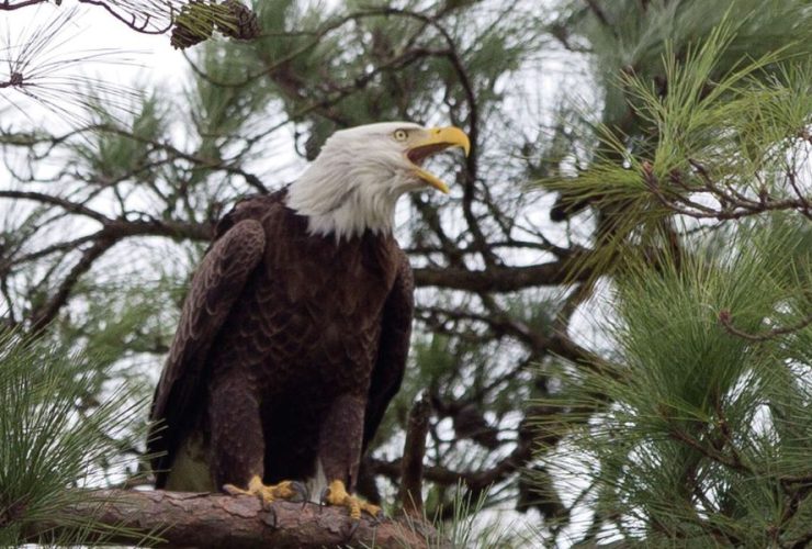 Illegal Wildlife Trade Claims Lives of 118 Eagles, Prosecutors Announce