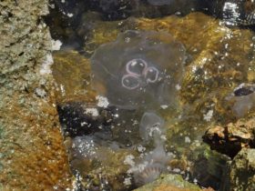 Massive Moon Jellyfish Wash-Up on Texas Coastlines Galveston and Bolivar Impacted