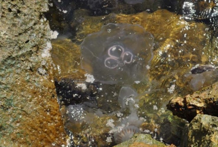 Massive Moon Jellyfish Wash-Up on Texas Coastlines Galveston and Bolivar Impacted