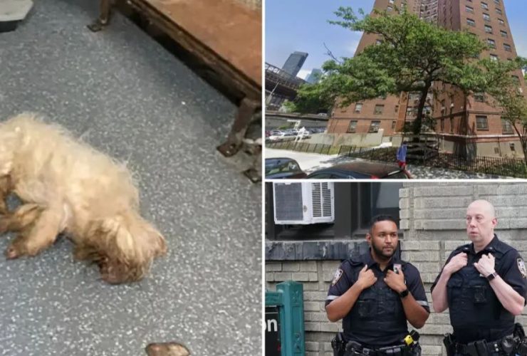 NYC Dog Lovers Call for Justice Urge Police to Catch Abuser Who Threw Pup Down 17 Stories