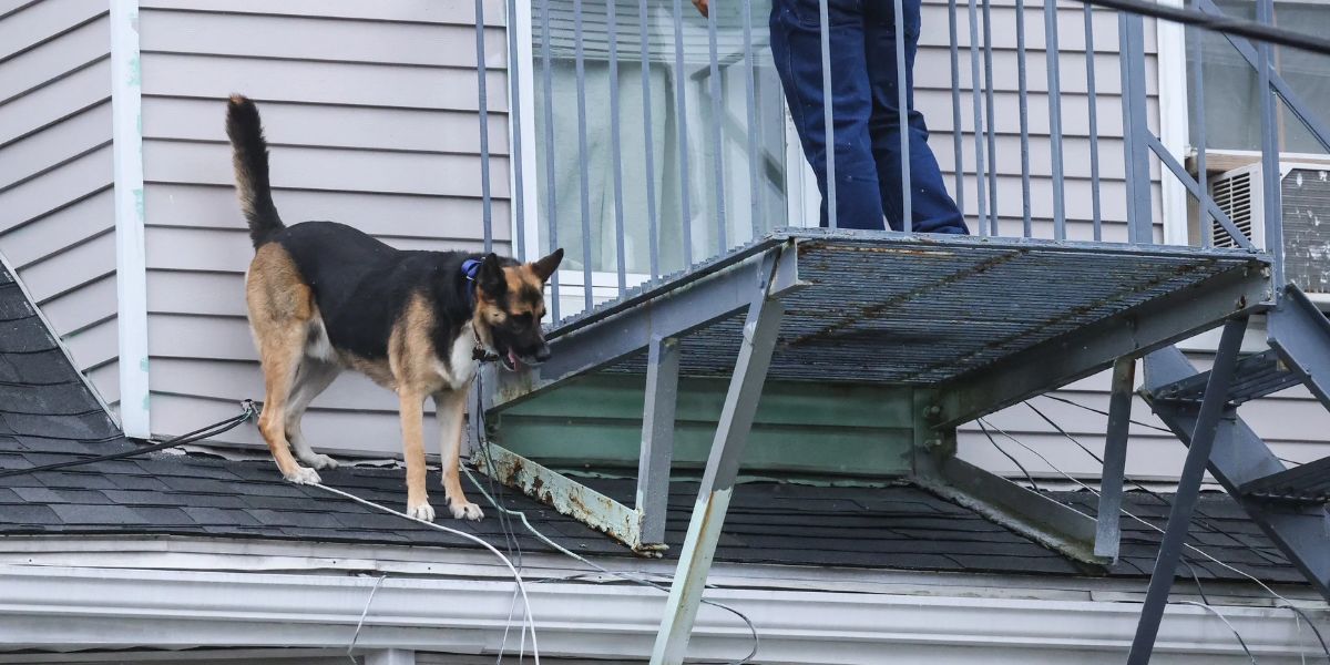 Rocky’s Big Adventure Dog Rescued After Getting Stuck on Roof in Massachusetts