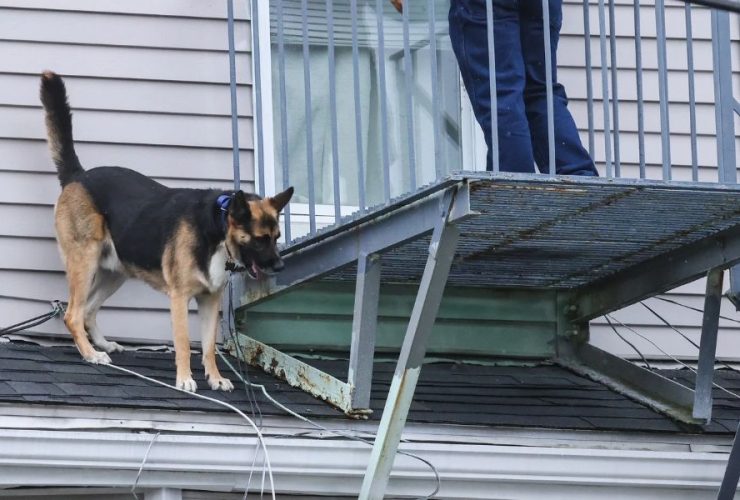 Rocky’s Big Adventure Dog Rescued After Getting Stuck on Roof in Massachusetts
