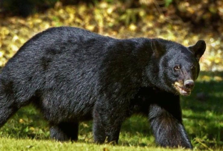 Campus Caper: Bear Follows Student at the University of Montana