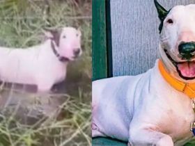 Animal Cruelty Charges Filed After Florida Man Leaves Dog Tied Up Ahead of Hurricane Milton