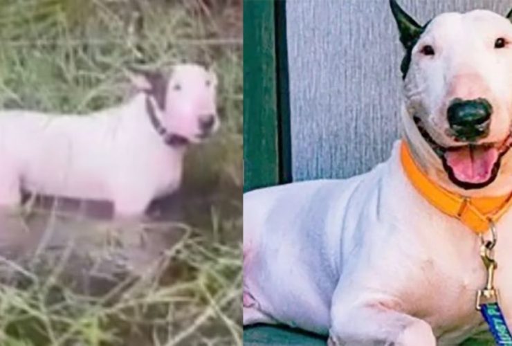 Animal Cruelty Charges Filed After Florida Man Leaves Dog Tied Up Ahead of Hurricane Milton