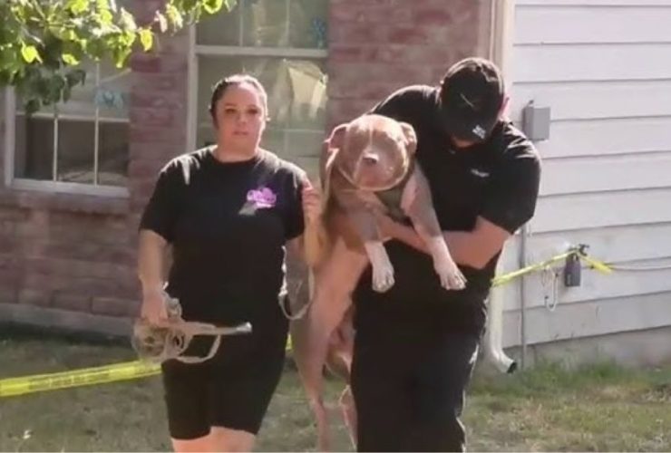Babysitter Arrested After Dog Attack Injures Baby and 13-Year-Old