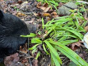 Bear's Hungry Quest for Pancakes Ends Fatally on Tennessee Highway