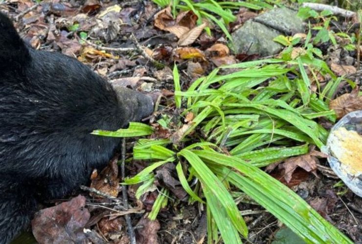 Bear's Hungry Quest for Pancakes Ends Fatally on Tennessee Highway