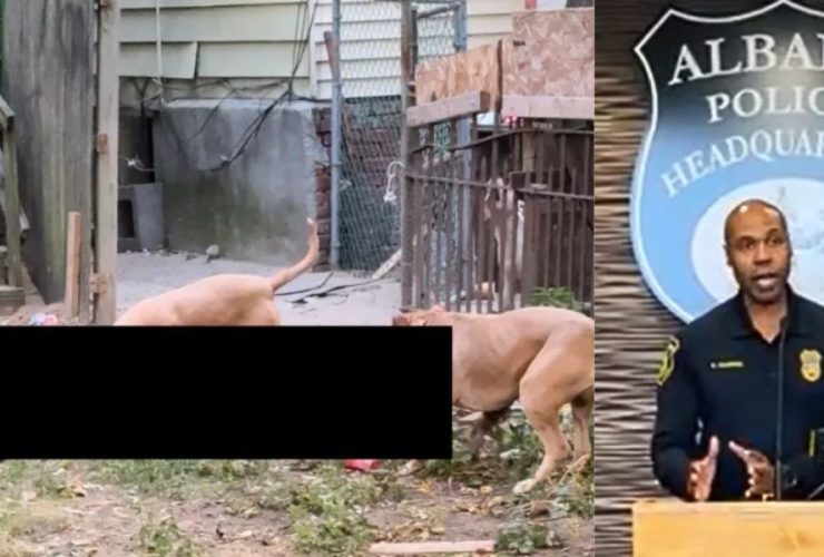 Deadly Dog Attack in New York Man Killed by Pack in Backyard