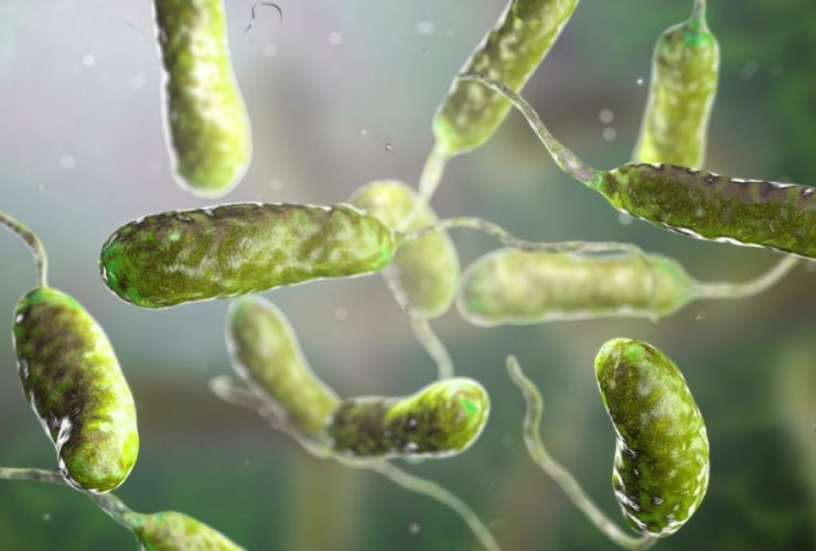 Hurricane Aftermath Florida Sees Record-Breaking Flesh-Eating Bacteria Cases