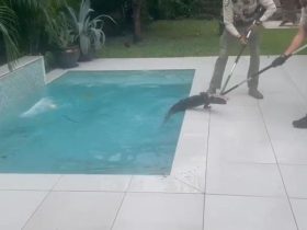 Florida Resident Finds an Alligator in His Pool as He Returns Home After Milton