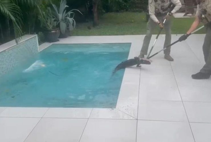 Florida Resident Finds an Alligator in His Pool as He Returns Home After Milton