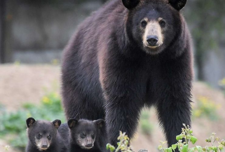 Man Attacked by Black Bear and 3 Cubs After Break-In at Colorado Home