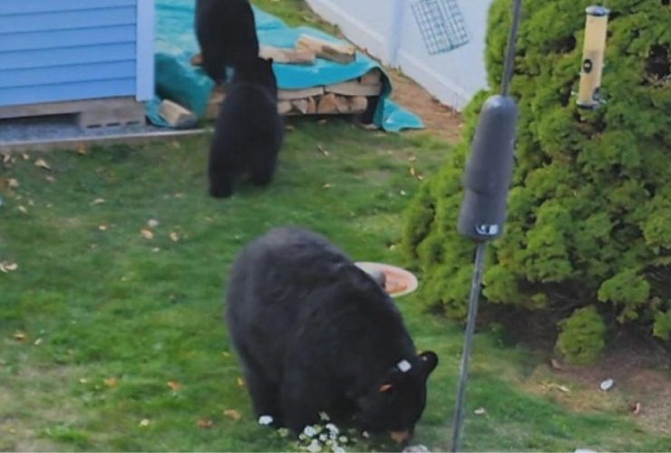 Worcester Residents Delight in Sighting of Mama Bear and Her Two Cubs