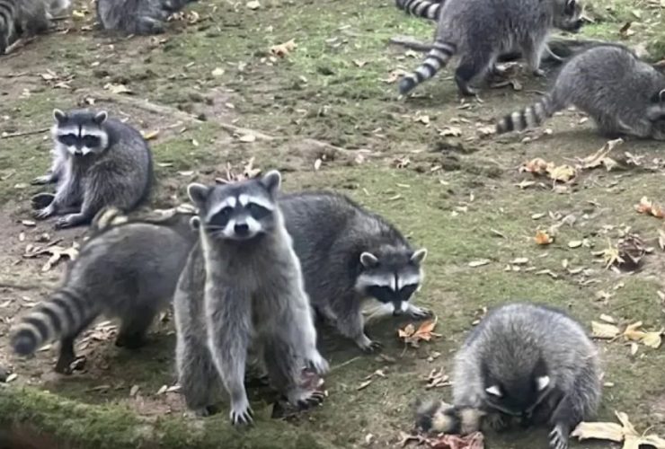 More Than a Hundred Raccoons Broke Into a Washington State Woman's Yard After She Fed Them for 30 Years