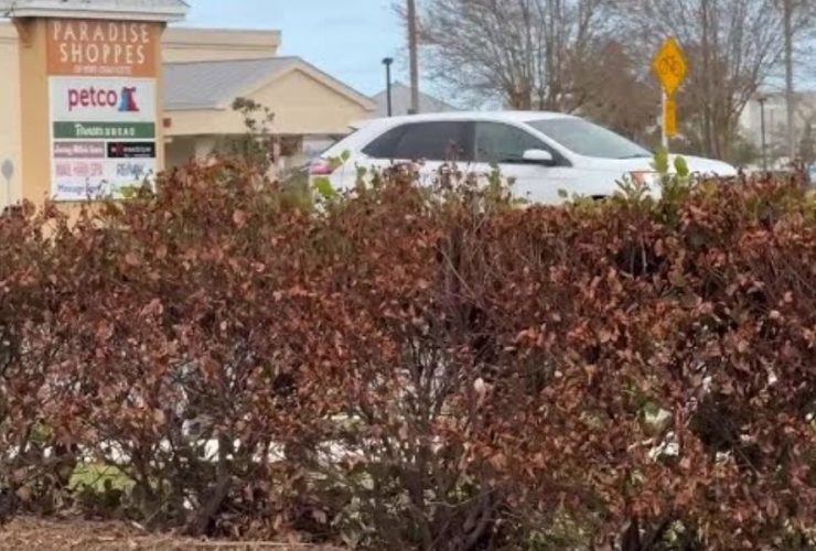 The Environmental Fallout Why Hurricane Milton Left Trees Turning Brown