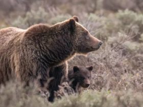 Vehicle Collision in Wyoming Claims Life of Beloved Grizzly Bear No. 399