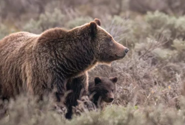 Vehicle Collision in Wyoming Claims Life of Beloved Grizzly Bear No. 399