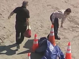 Beach Worker Discovers Human Head on Key Biscayne, Investigation Launched by Florida Authorities