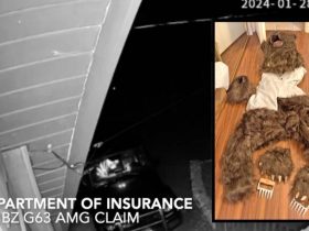 California Officials Bust Group in Fake Bear Attack Scheme on High-End Cars for Insurance Claims