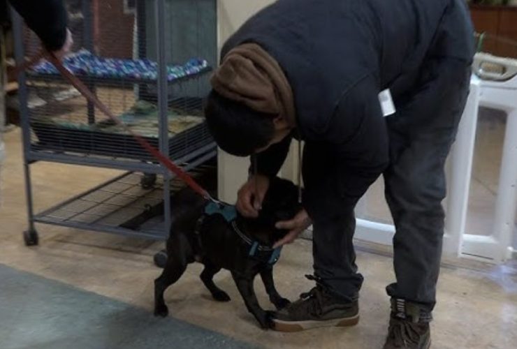California Pug Missing for Weeks Found in Bend and Reunited with Owner