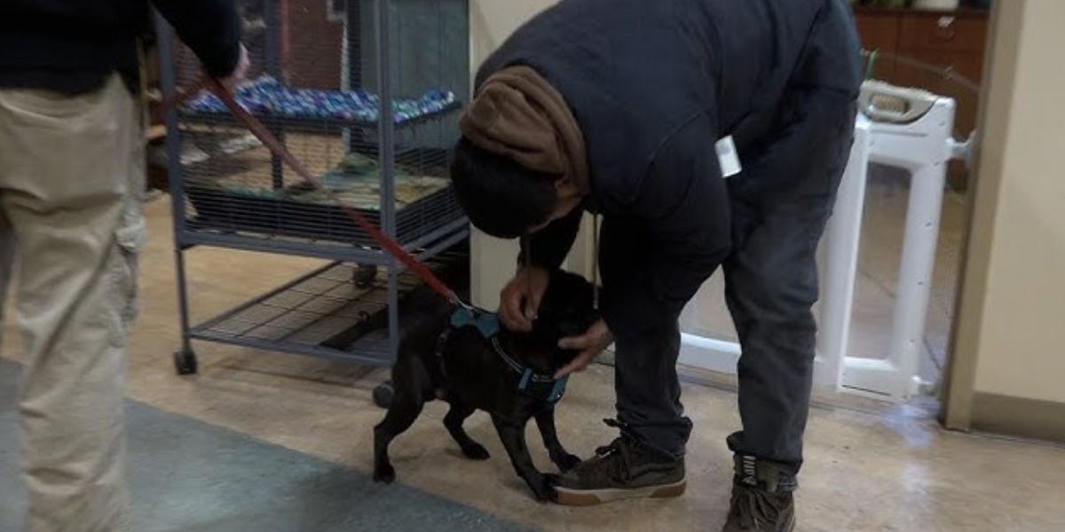 California Pug Missing for Weeks Found in Bend and Reunited with Owner