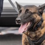 California Woman Receives $1M Settlement After Police Dog Bites Her Scalp