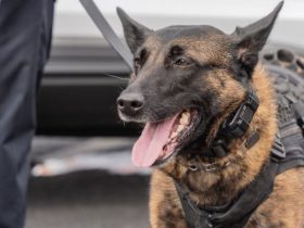 California Woman Receives $1M Settlement After Police Dog Bites Her Scalp