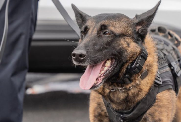 California Woman Receives $1M Settlement After Police Dog Bites Her Scalp