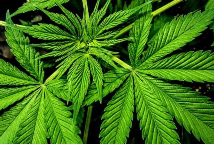 Florida's Bid for Adult-Use Marijuana Fails, Nebraska Legalizes Medical Cannabis