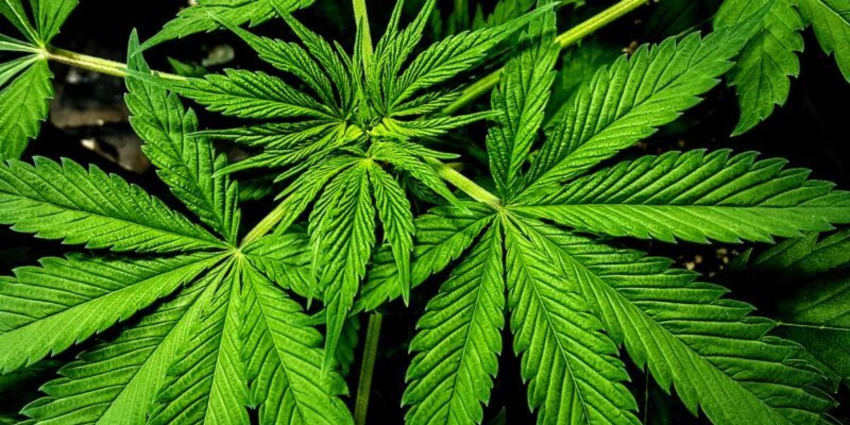 Florida's Bid For Adult-Use Marijuana Fails, Nebraska Legalizes Medical ...