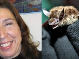 Health Officials Confirm Rabies Death of Valley Woman Following Suspected Bat Bite