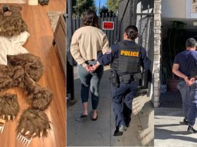 Human in Bear Costume Leads to 4 Arrests in California Insurance Scheme