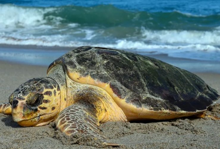 Hurricane Destruction Florida Officials Fear Turtle Nests Were Washed Away Along Gulf Coast