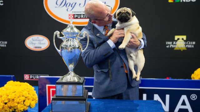 National Dog Show 2024: Vito the Pug Takes the Spotlight with Best in Show Victory