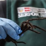 Man Arrested at Airport for Smuggling Hundreds of Tarantulas Strapped to His Body