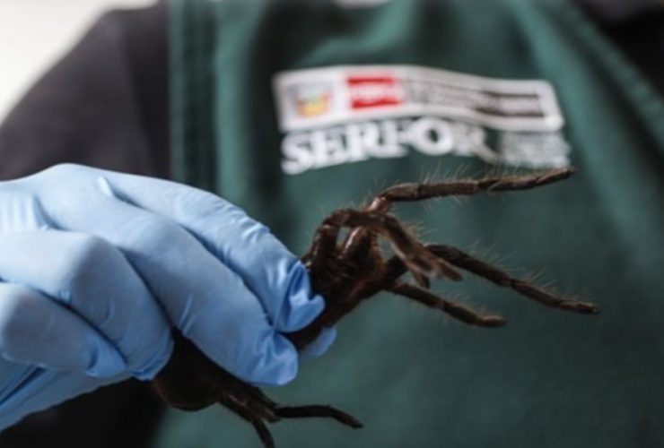 Man Arrested at Airport for Smuggling Hundreds of Tarantulas Strapped to His Body