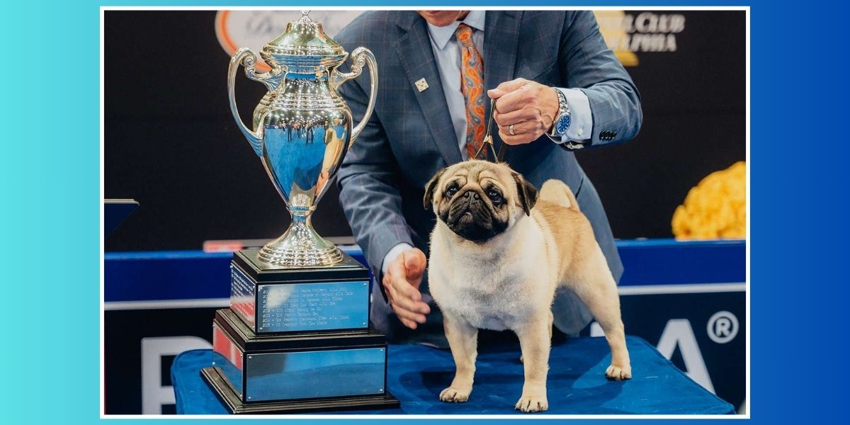 National Dog Show 2024 Vito the Pug Takes the Spotlight with Best in Show Victory