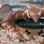 New Hampshire Shelter Struggles with Over 1,000 Mice After Breeding Crisis