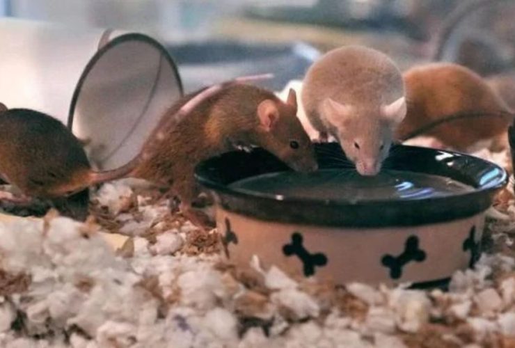 New Hampshire Shelter Struggles with Over 1,000 Mice After Breeding Crisis