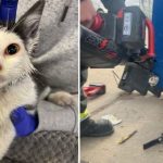 Northern Colorado Cat Trapped in Dumpster, Saved in Elaborate Rescue Mission