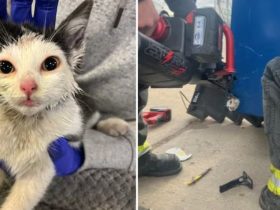 Northern Colorado Cat Trapped in Dumpster, Saved in Elaborate Rescue Mission