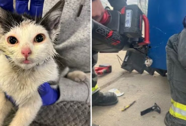 Northern Colorado Cat Trapped in Dumpster, Saved in Elaborate Rescue Mission